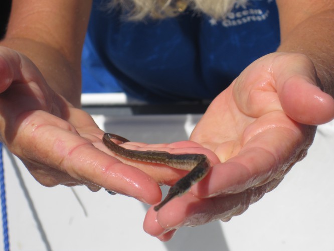Person holding a small sea creature, possibly a fish or eel, with two hands over a boat surface.