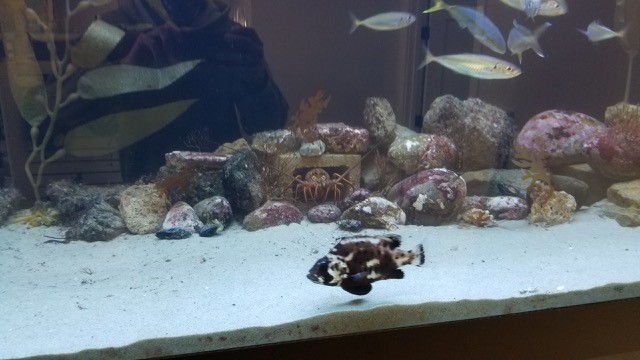 An aquarium with various rocks, corals, and a mix of fish, including a small black and white spotted fish in the foreground and a crab near the center.