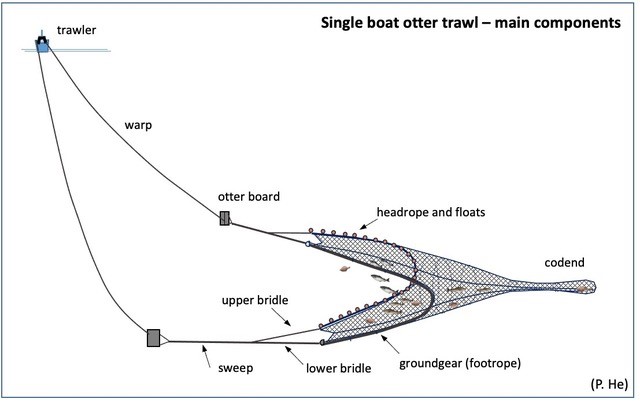 Diagram illustrating the main components of a single boat otter trawl, including the trawler, warp, otter board, sweep, upper bridle, lower bridle, groundgear, headrope and floats, and codend.